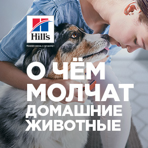 Заболевания мочевыводящих путей у кошек Заболевания мочевыводящих путей у кошек