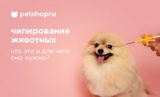 Чипирование собак: для чего это нужно? Чипирование собак: для чего это нужно?
