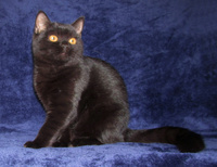 В спб пет шоп собачий корм