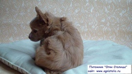 Китайской хохлатой пухового щенка,РКФ,чипирован,привит,приучен к лотку