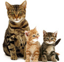 Котята и беременные кошки