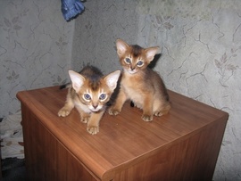 Продажа котят - абиссинцев