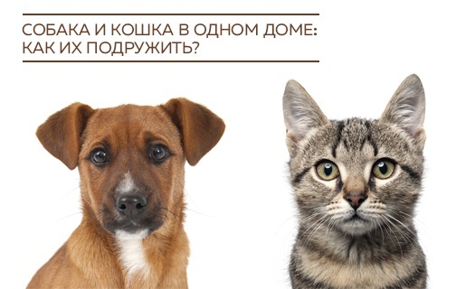 Собака и кошка в одном доме: как их подружить?