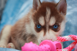 Шоколадные щенки хаски с голубыми глазами