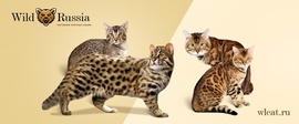Элитные бенгальские котята из питомника