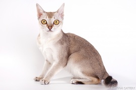 Котята породы Сингапура из питомника БИБИГОН