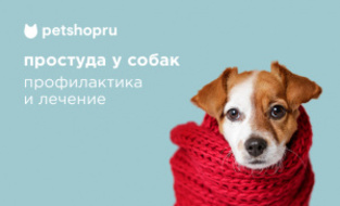 Простуда у собак: профилактика и лечение Простуда у собак: профилактика и лечение