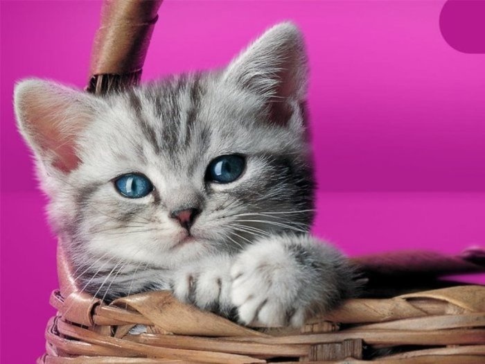 Снижены цены на 9% на сочные кусочки Whiskas!
