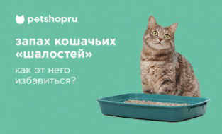 Как избавиться от запаха кошачьей мочи? Как избавиться от запаха кошачьей мочи?