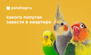 Как выбрать попугая Как выбрать попугая