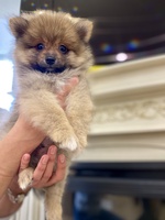 Доставка корма для животных на дом омск