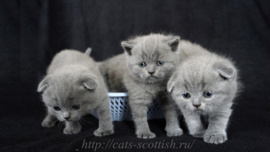 Шотландские котята*