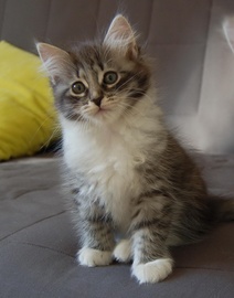 Сибирские котята, 3 месяца