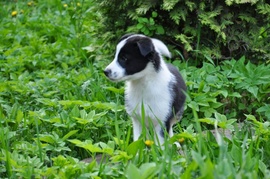 Нильс, шахматный  черно-белый щенок 3 месяца, ищет дом