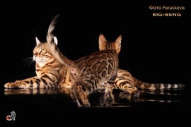 Питомник бенгальских кошек BIG-BENG
