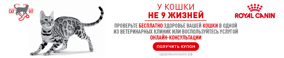 У кошки не 9 жизней