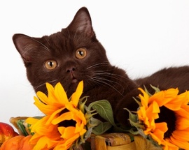Шоколадная британская кошка 