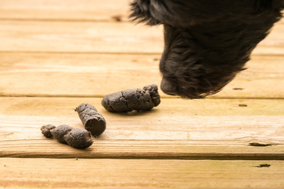 Что такое копрофагия или почему собаки едят кал?