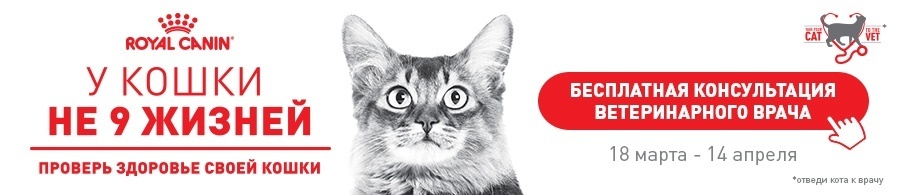 У кошки не 9 жизней