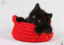 Черные британские котята!