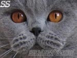 Питомник кошек породы британская короткошерстная