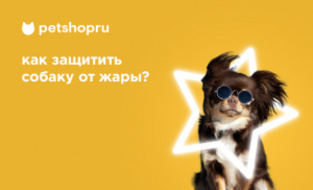 Как защитить собаку от жары? Как защитить собаку от жары?