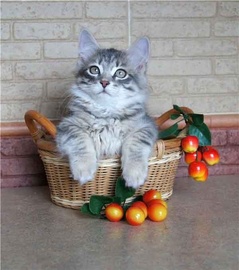 Питомник сибирский кошек "Россити"