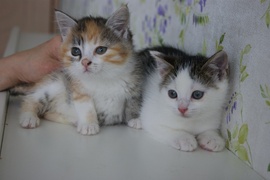 Две красивые девочки-котенка 1.5 мес в дар!