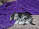 Шотландские вислоухие котята Шотландские вислоухие котята