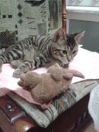 Преданный котенок мальчик короткош. трехцветный полосатый ласковый