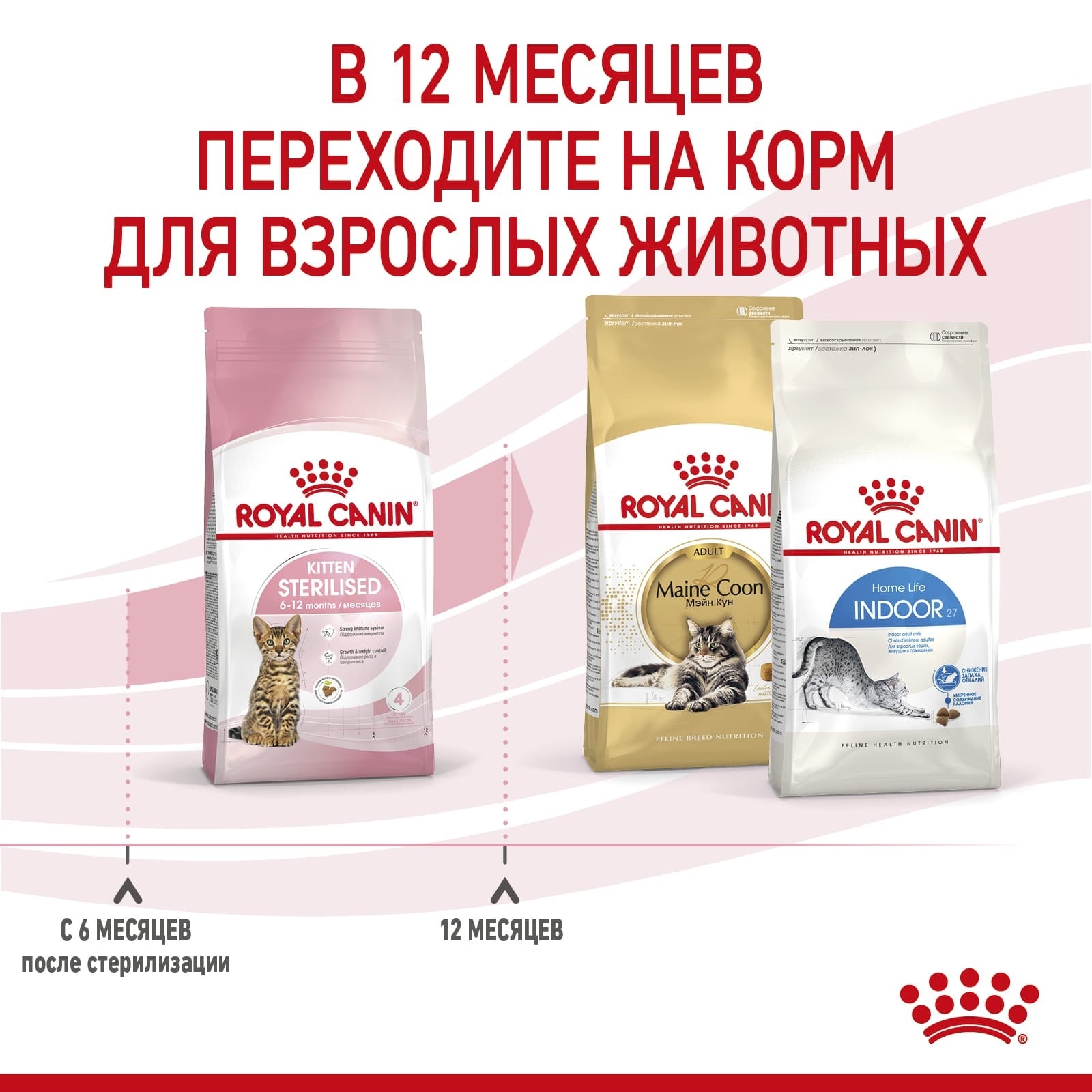 Корм Royal Canin корм сухой сбалансированный для стерилизованных котят до 12 месяцев (2 кг) 