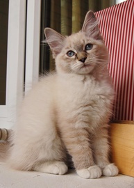 Сибирские котята, 3 месяца