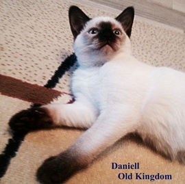 Тайский Кот Даниель, питомник Old Kingdom