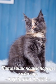 Котята мейн-кун (г. Сыктывкар) 