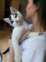 Доставка корма для животных на дом омск