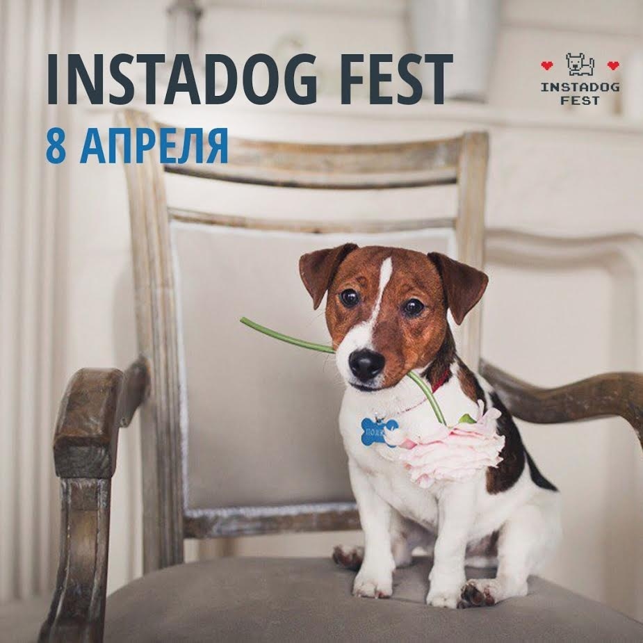 Instadog Fest - первое мероприятие для собак и их хозяев!