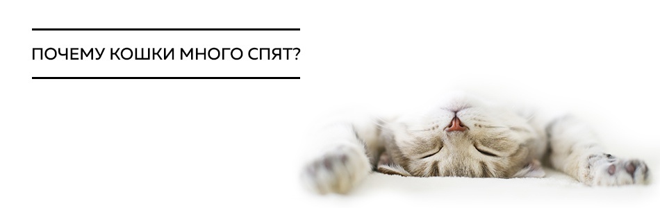 Почему кошки много спят?