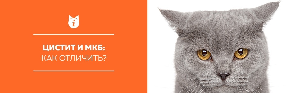 Цистит и мочекаменная болезнь  у кошачьих: как отличить?