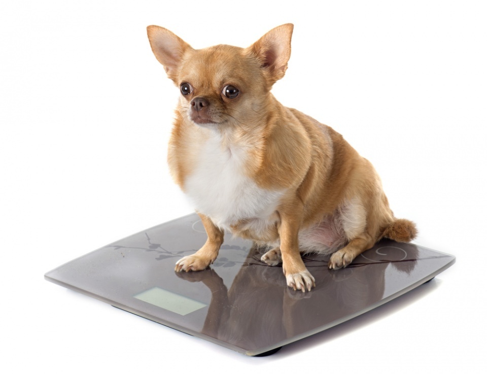 Последствия ожирения у собак и методы их устранения