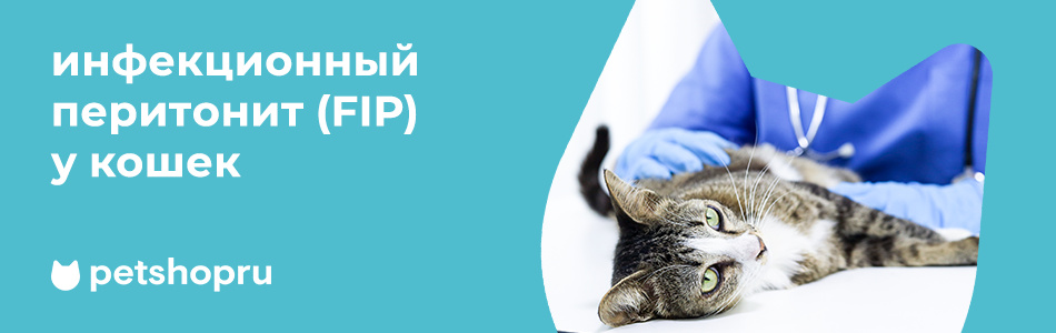 Инфекционный перитонит (FIP) у кошек: симптомы, лечение и прогнозы