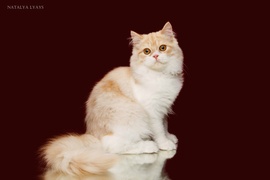 шотландская кошка хайленд