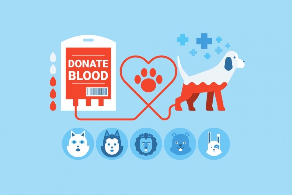 Донорство крови среди животных: собаки и кошки спасают жизни
