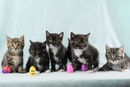 Котята курильского бобтейла Котята курильского бобтейла