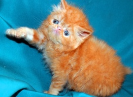 Персидский котик красный мрамор