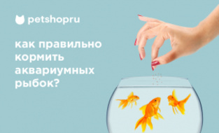 Как правильно кормить аквариумных рыб Как правильно кормить аквариумных рыб