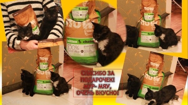 Отзыв клиента о корме Now Natural Holistic!