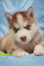 Шоколадные щенки хаски с голубыми глазами