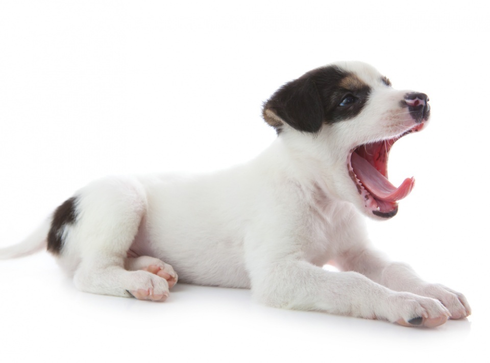 "Обратное чихание" у собак — опасно ли оно?