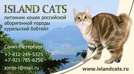 Island Cats