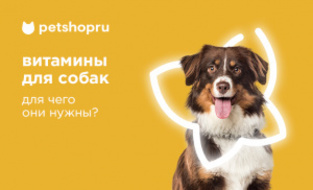 Почему собаке нужны витамины? Почему собаке нужны витамины?